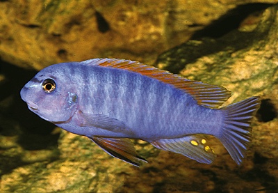 Labeotropheus fuelleborni 'Chidunga Rocks'